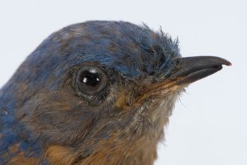 Media type: image; Ornithology 330852   Description: This image was created in conjunction with the 